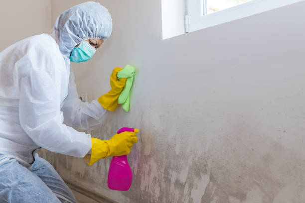 Why You Should Choose Our Mold Remediation Services in Tallulah, LA